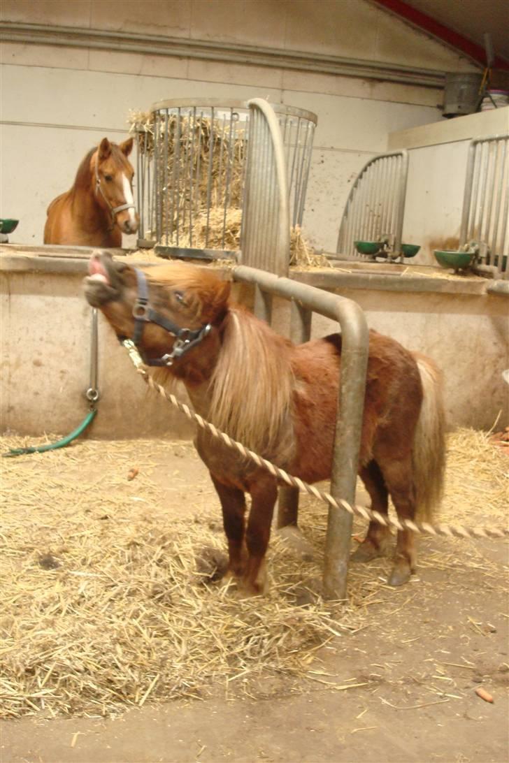 Shetlænder Sandbjerggårds Rasmus*Solgt* - Man er vel ikke hingst for ingenting vel??? billede 14