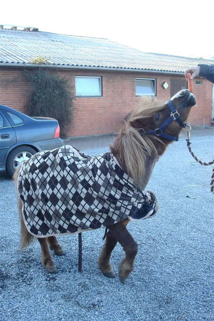 Shetlænder Sandbjerggårds Rasmus*Solgt* - Giv giv giv giv mig så den gulerod..:) billede 15