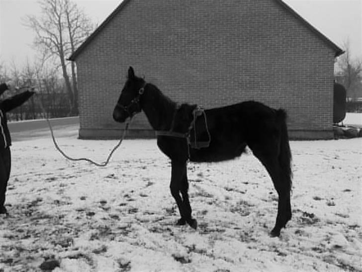 Traver Real Second Chance R.I.P† billede 2