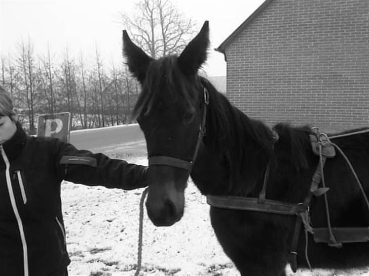 Traver Real Second Chance R.I.P† billede 10