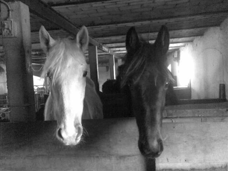 Traver Real Second Chance R.I.P† billede 12