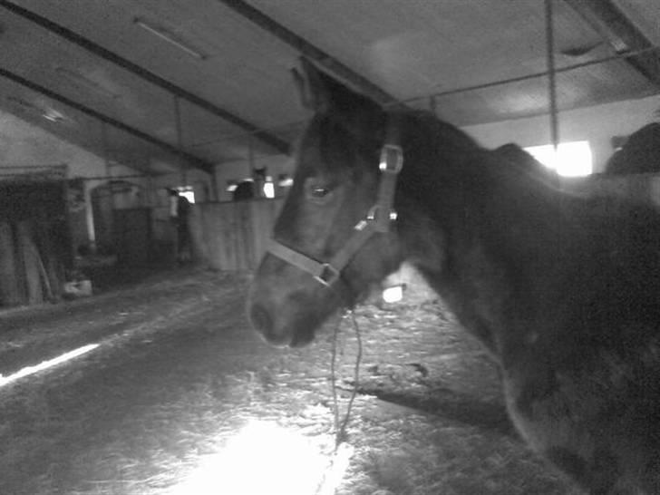 Traver Real Second Chance R.I.P† billede 13