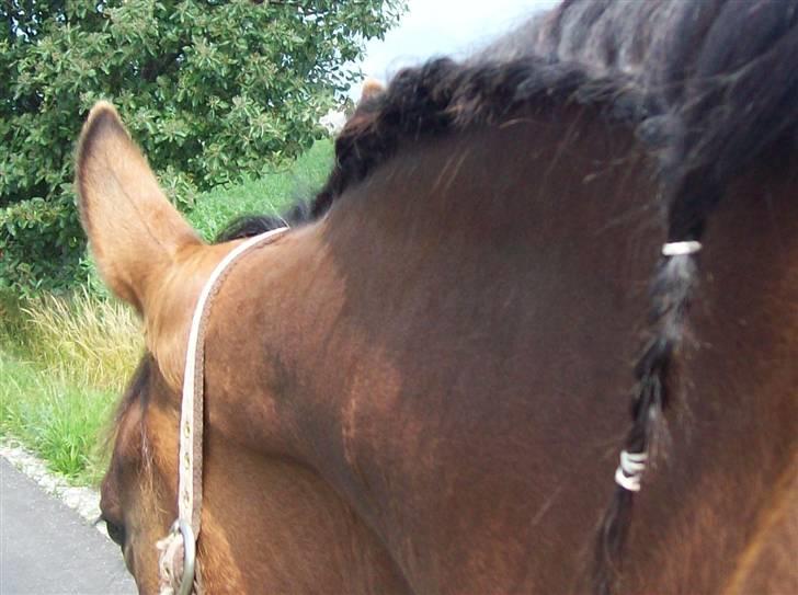 Knabstrupper Bianca - 18# En rytter er ikke en rytter uden en hest, men en hest er stadig en hest uden en rytter!.. <3 Foto: JGM 2009. billede 18