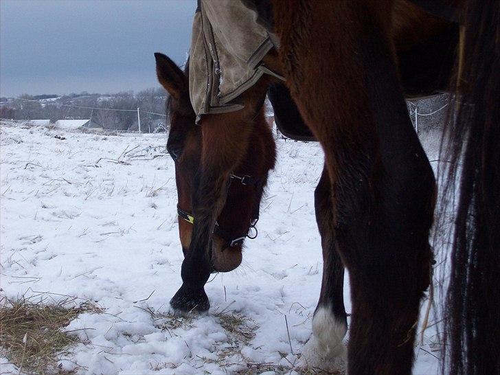 Knabstrupper Bianca - 19# Ja, man må jo grave lidt efter maden, med alt det sne.. ;-) Foto: JGM december 2010. billede 19