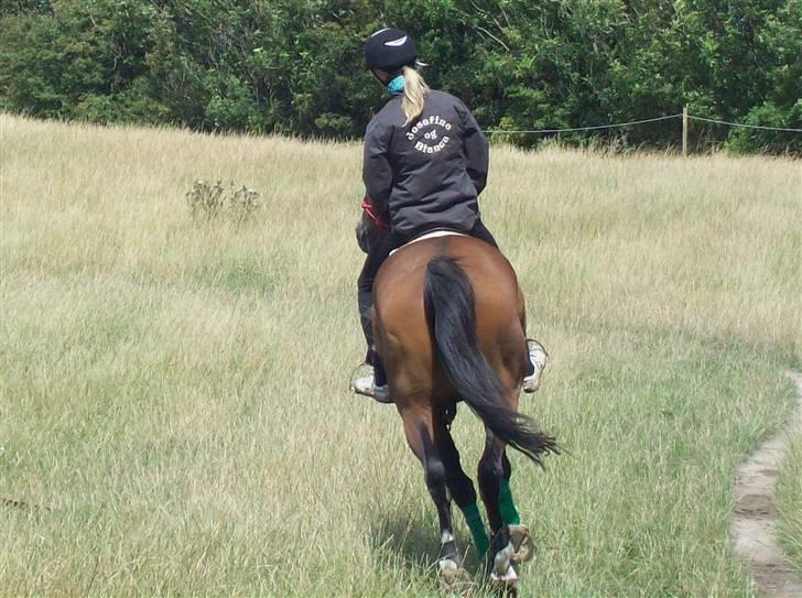 Knabstrupper Bianca - 20# Opvarmning til bidløs springning :-D Smukt.. Undskyld kvaliteten, men kamaret er dårligt og HG forringer kvaliteten. Foto: Mor 26/7 2009. billede 20