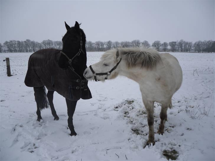 Pinto Miss June *solgt* - på folden :)  billede 10
