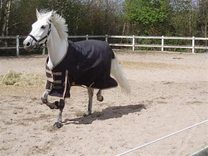 Anden særlig race  Saramia  billede 20