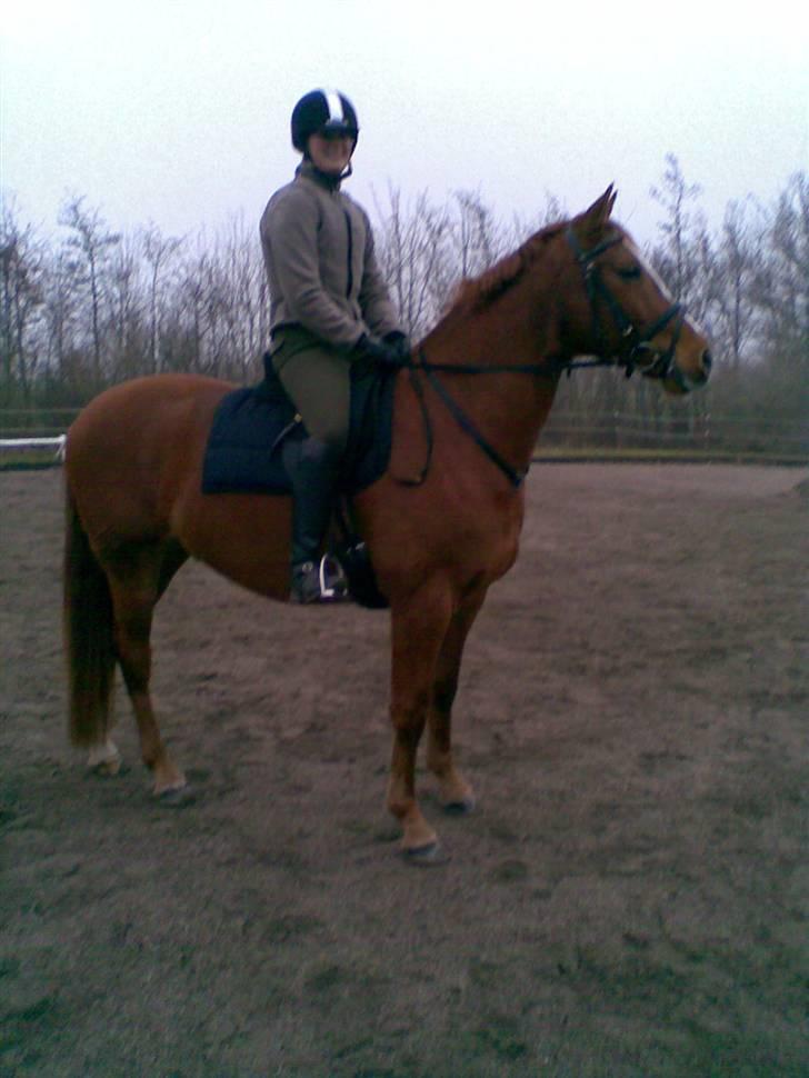 Dansk Varmblod Lillemarkens Acansam - første gang jeg var på ryggen af Acan billede 12