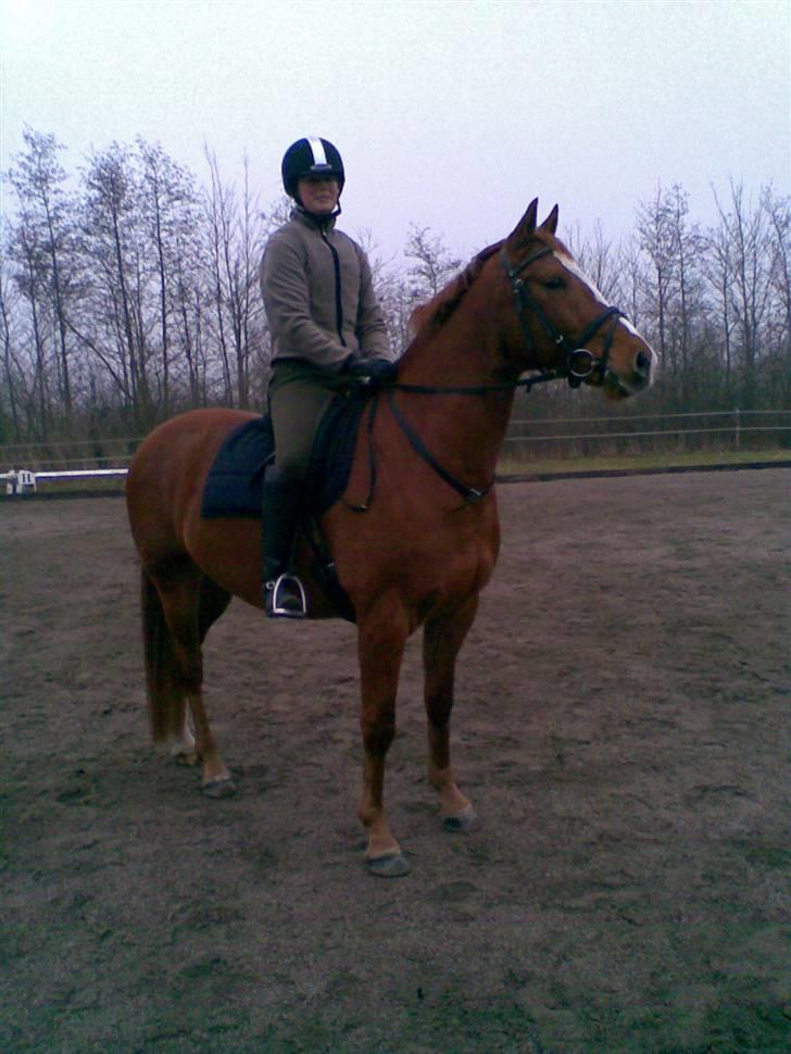 Dansk Varmblod Lillemarkens Acansam - Han var bare så god første gang jeg var på ryggen af ham billede 13