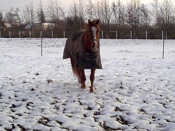 Dansk Varmblod Lillemarkens Acansam - uha sne det er godt billede 14