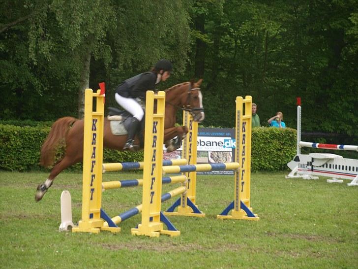 Welsh Pony af Cob-type (sec C) Jet  - LA i Aabenraa 2010 :D Sydjysk 1. runde (; billede 9