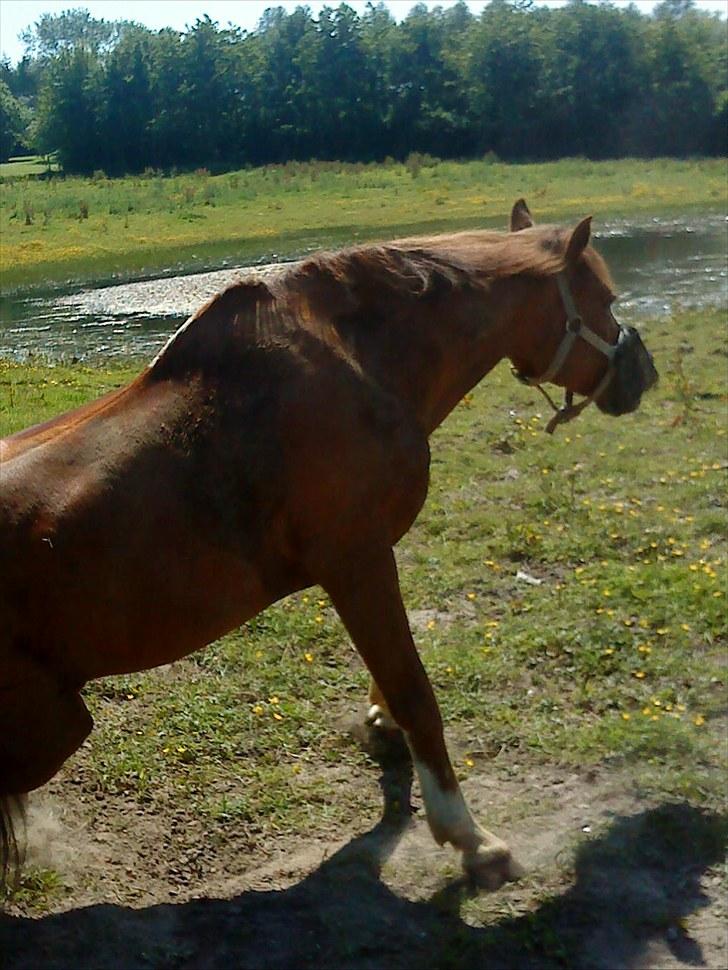 Svensk Sportspony  Puma (solgt :'(<3 billede 5