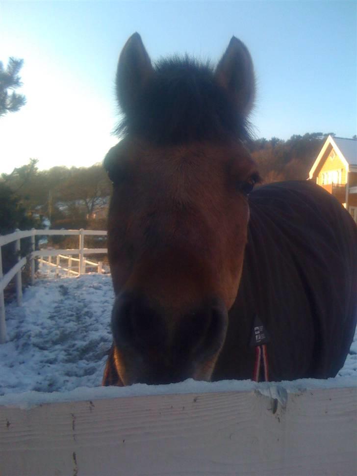 Anden særlig race Lucas  - søtassen<33 Foto: Hanne (steller Og bestis) billede 2