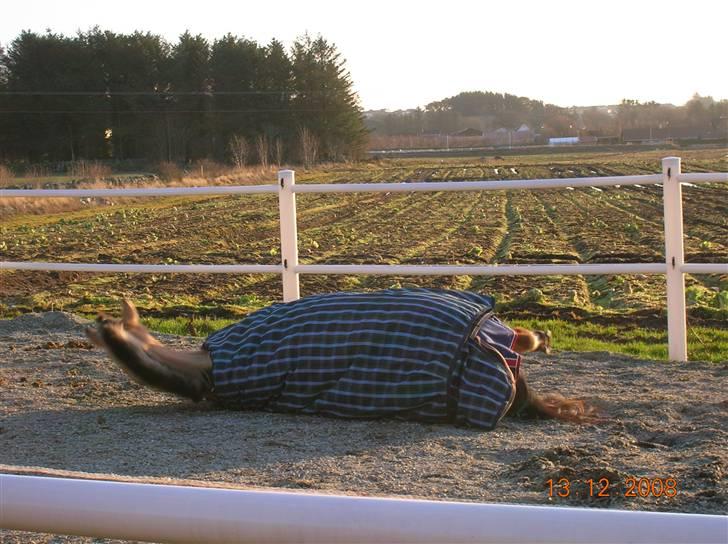 Anden særlig race Lucas  - Rulle Rulle:) han kom rundt to ganger<33 min flinke lille bølle!:) <333 foto:Laila billede 3