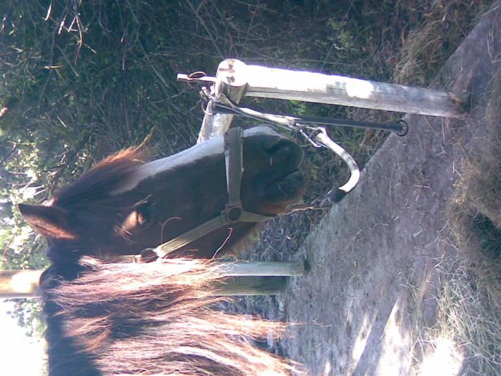 Anden særlig race lucas (solgt) - mit fine hoved! billede 6