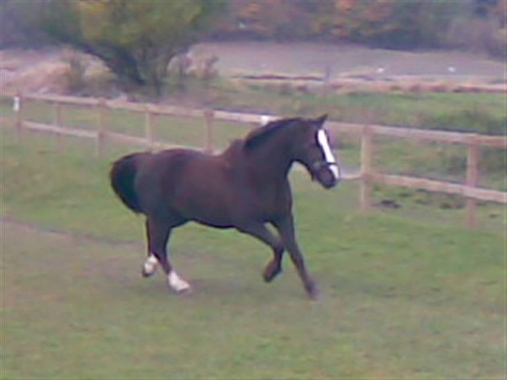 Anden særlig race lucas (solgt) - jaa! de slap mig fri på ridebanen.. billede 7