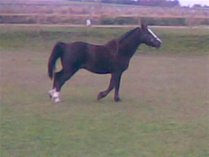 Anden særlig race lucas (solgt) - smukke mig billede 8