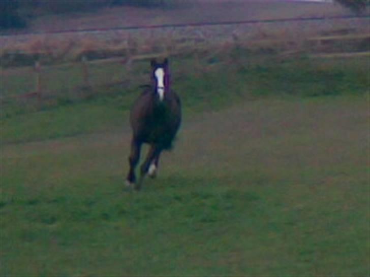 Anden særlig race lucas (solgt) - og igen(: billede 9