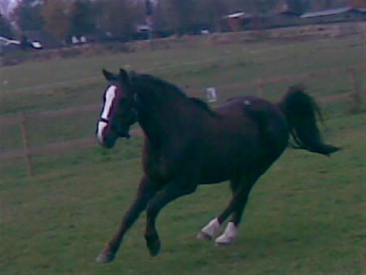 Anden særlig race lucas (solgt) - jeg blev rigtig en blærerøv over for de andre heste! billede 10