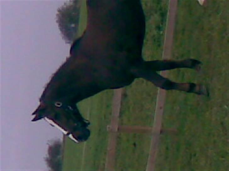 Anden særlig race lucas (solgt) billede 11