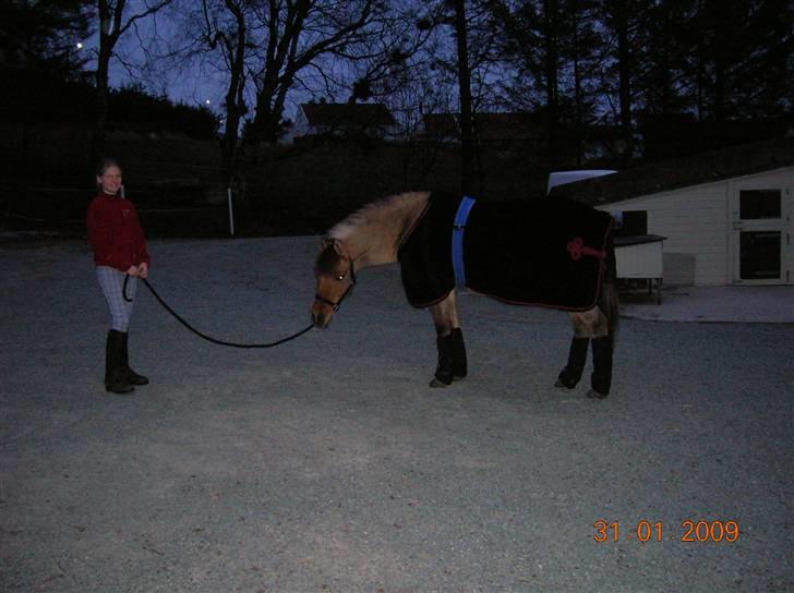 Anden særlig race Lucas  - Før trening Foto: Laila billede 6