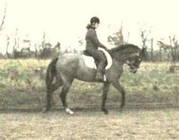 Anden særlig race Starhorse Zita - solgt billede 10