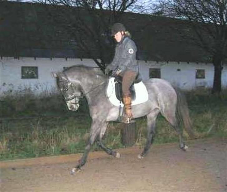 Anden særlig race Starhorse Zita - solgt billede 12