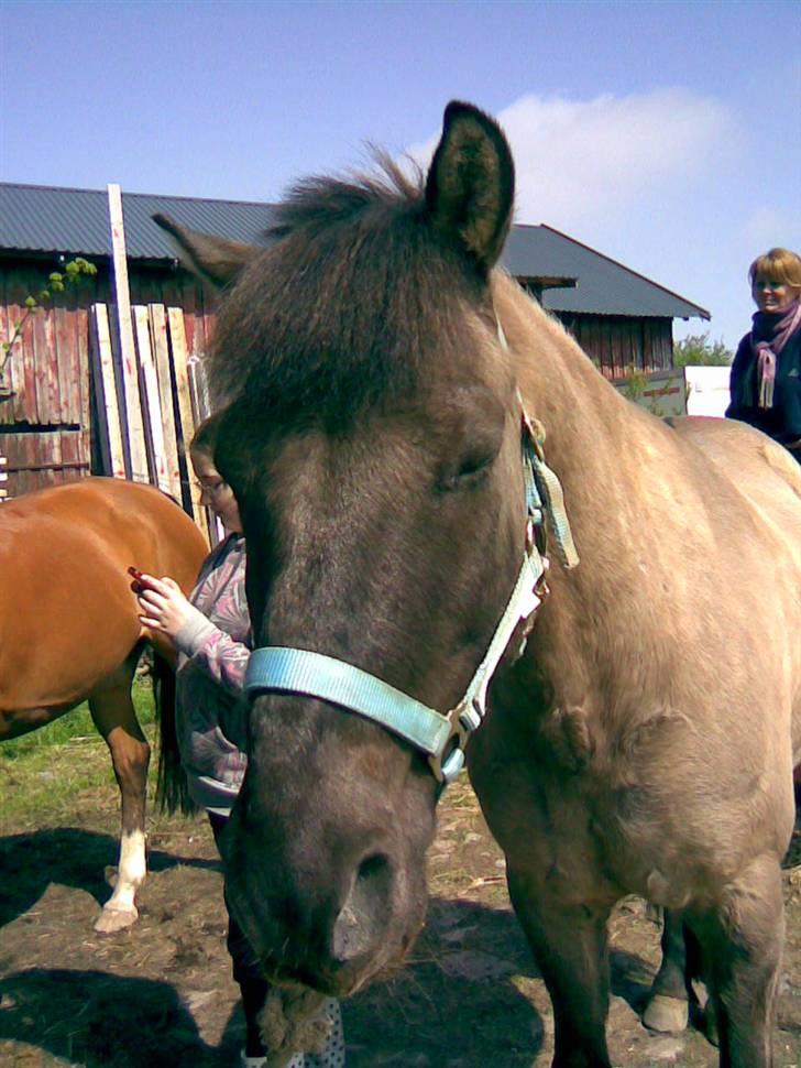 Anden særlig race apollon (solgt) - min lille fine skat..<3 savner dig virkelig meget lille polle. billede 20