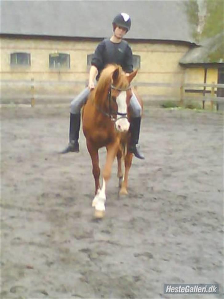 Arabisk fuldblod (OX) lavina - Solgt  - Du gik skide godt den dag<33 billede 7