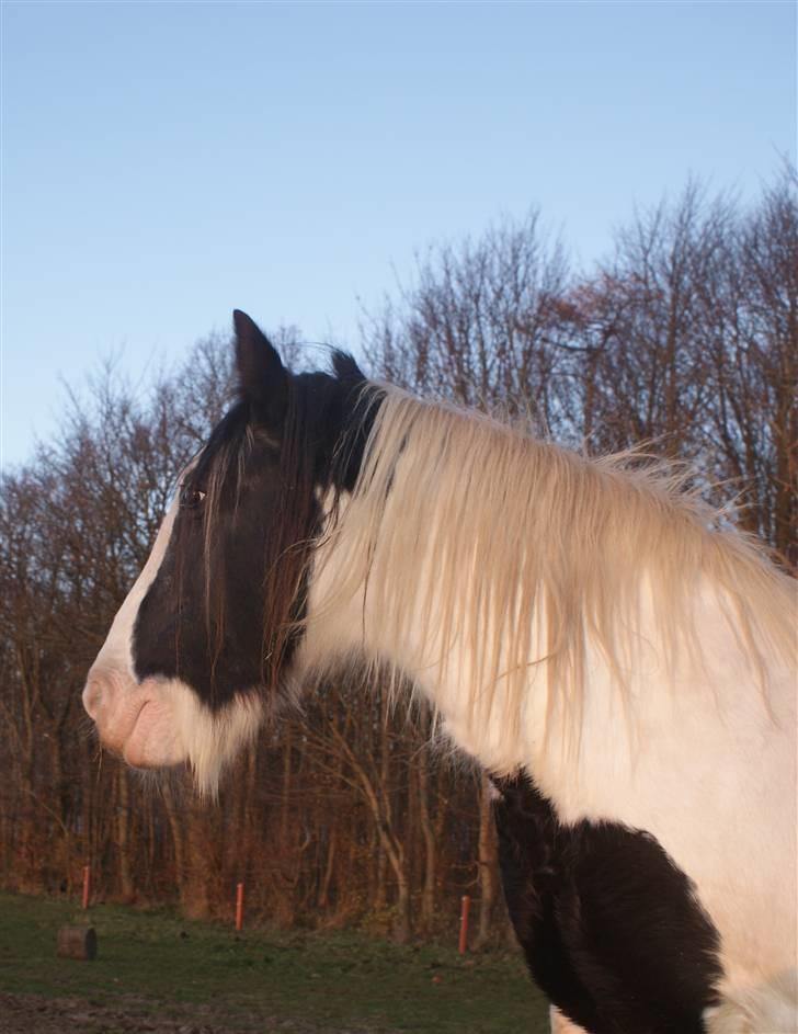 Tinker Katinka billede 1