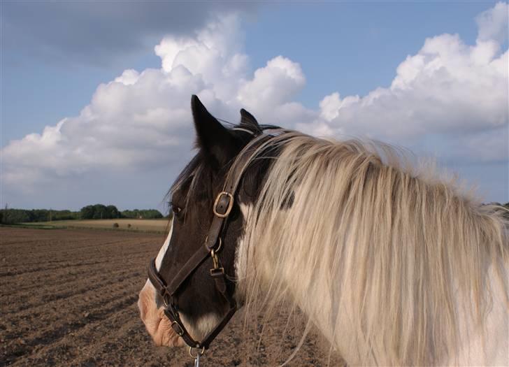 Tinker Katinka billede 2