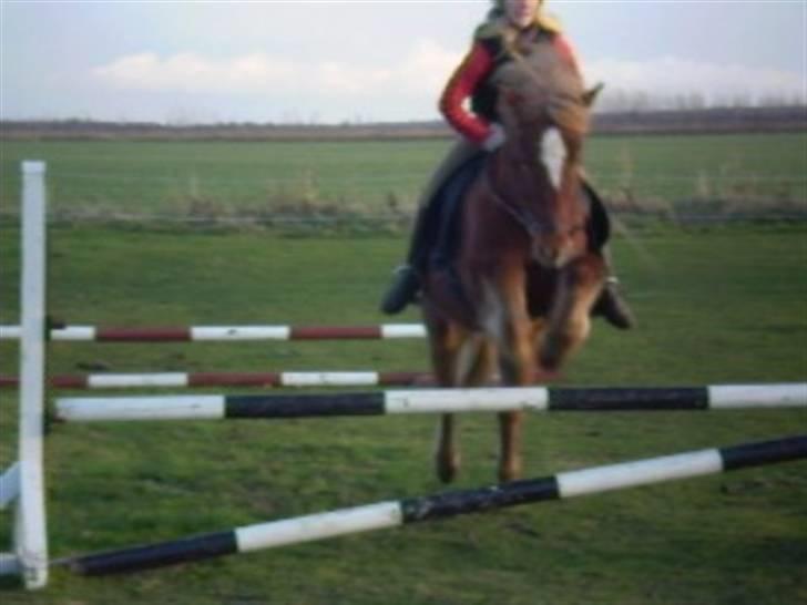 Islænder Laki *Solgt* :'( billede 19