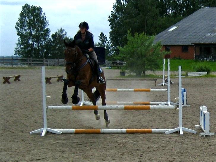 Dansk Varmblod Regitze - (7) billede 7