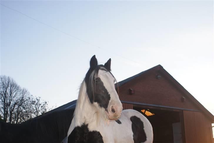 Tinker Katinka billede 4