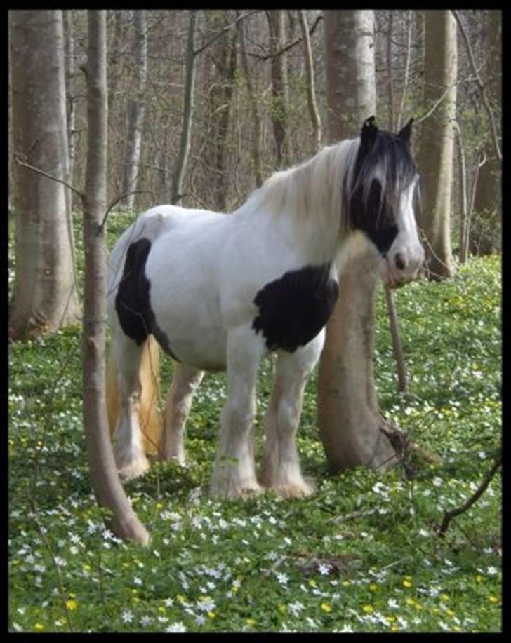 Tinker Katinka billede 6