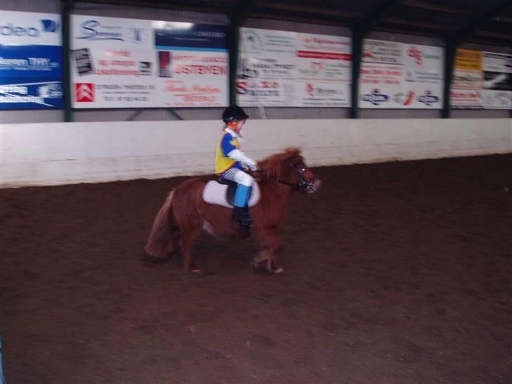 Shetlænder Lise - så er det med at ride :D<333 billede 11