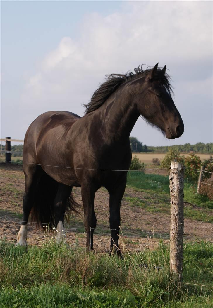 Irish Cob Crossbreed Thor billede 1