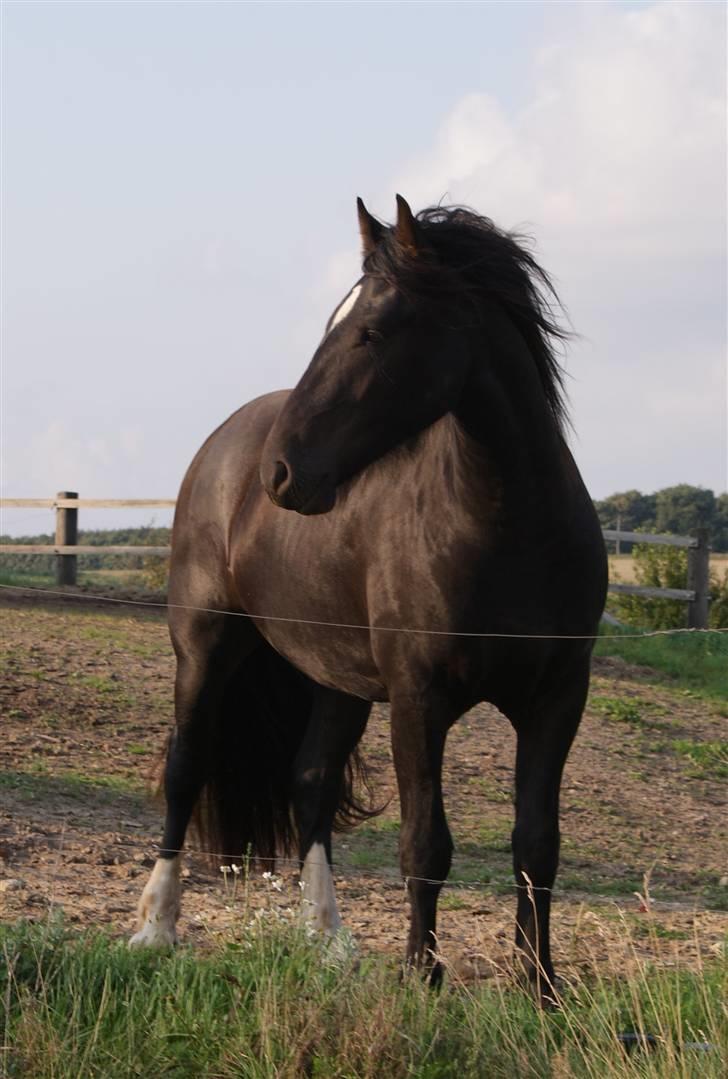 Irish Cob Crossbreed Thor billede 2