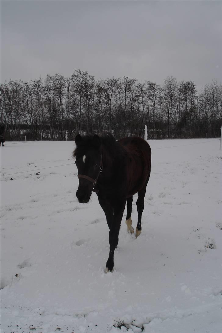 Anden særlig race Ellebæk´s Emperor billede 18