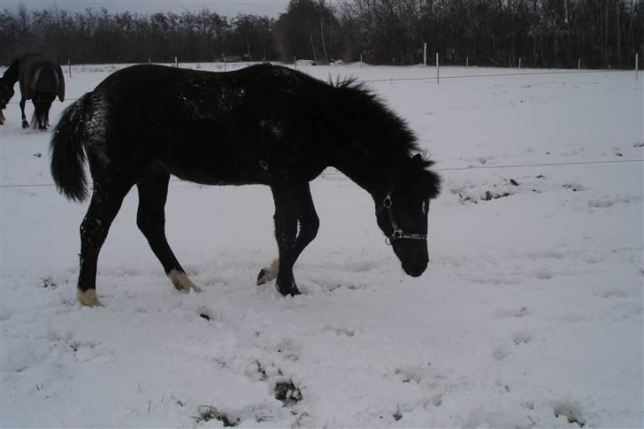 Anden særlig race Ellebæk´s Emperor billede 19