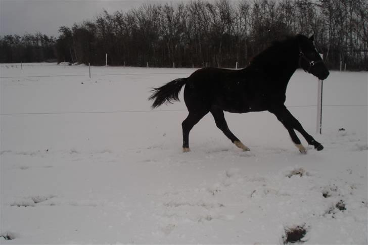Anden særlig race Ellebæk´s Emperor billede 20