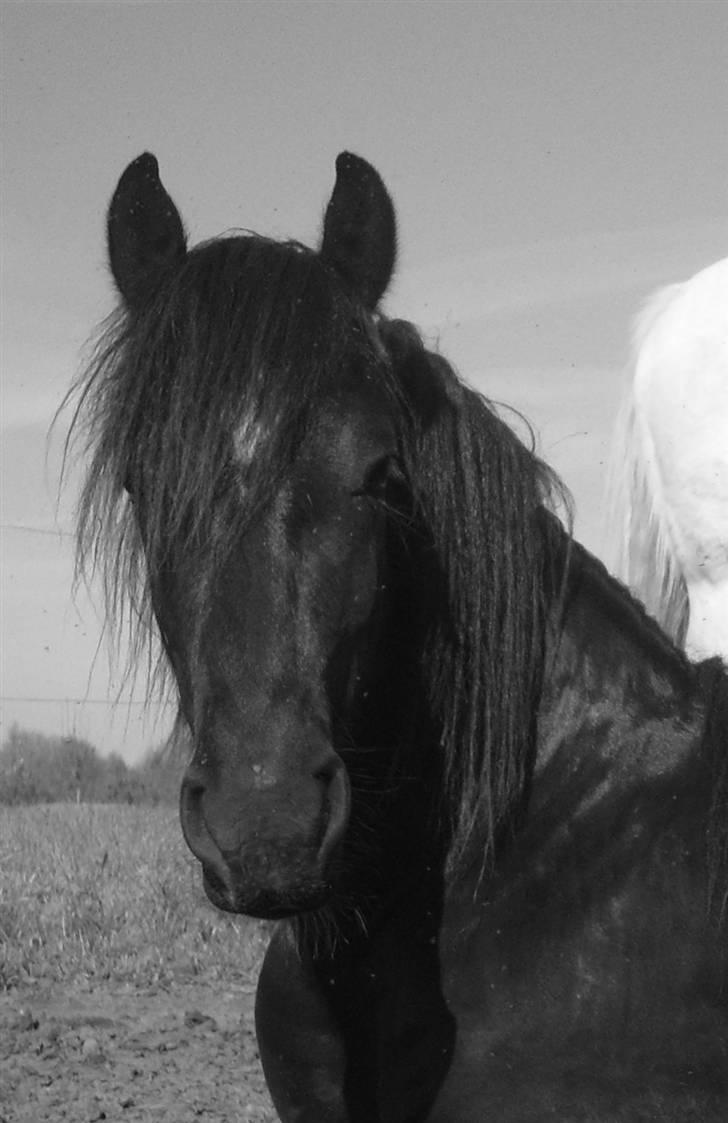 Irish Cob Crossbreed Thor billede 3