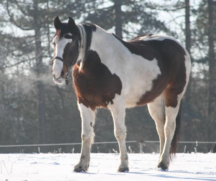 Anden særlig race Gosha (Solgt) billede 12