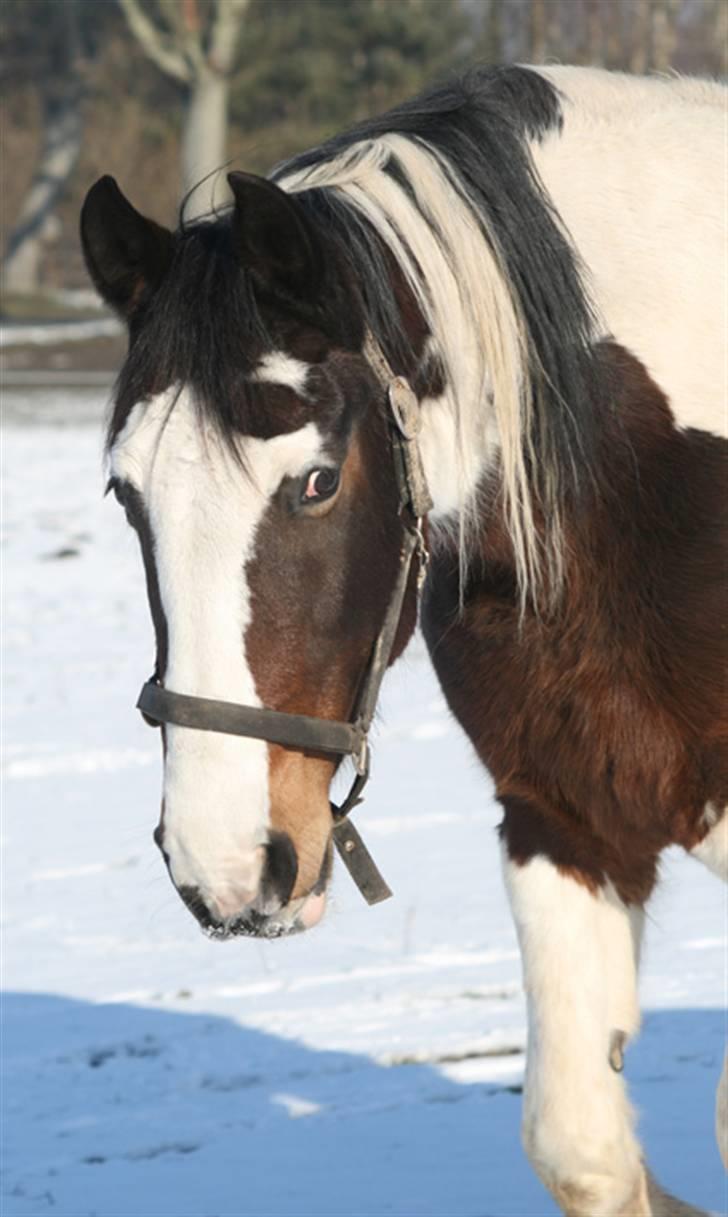 Anden særlig race Gosha (Solgt) billede 13