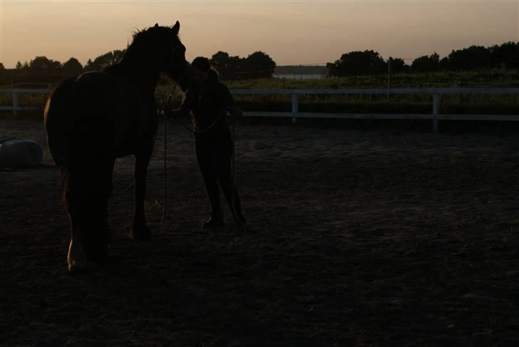 Irish Cob Crossbreed Thor billede 5