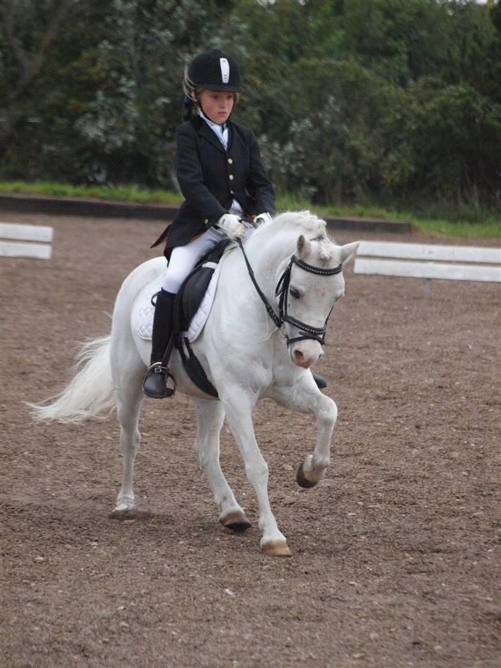 Welsh Mountain (sec A) Møllegaards Flamme (solgt - LA1 dressur... både Flamme og min første LA1 (billed taget af Kathrine Bruun) billede 1