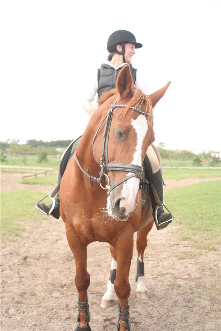 Dansk Varmblod Relando billede 10