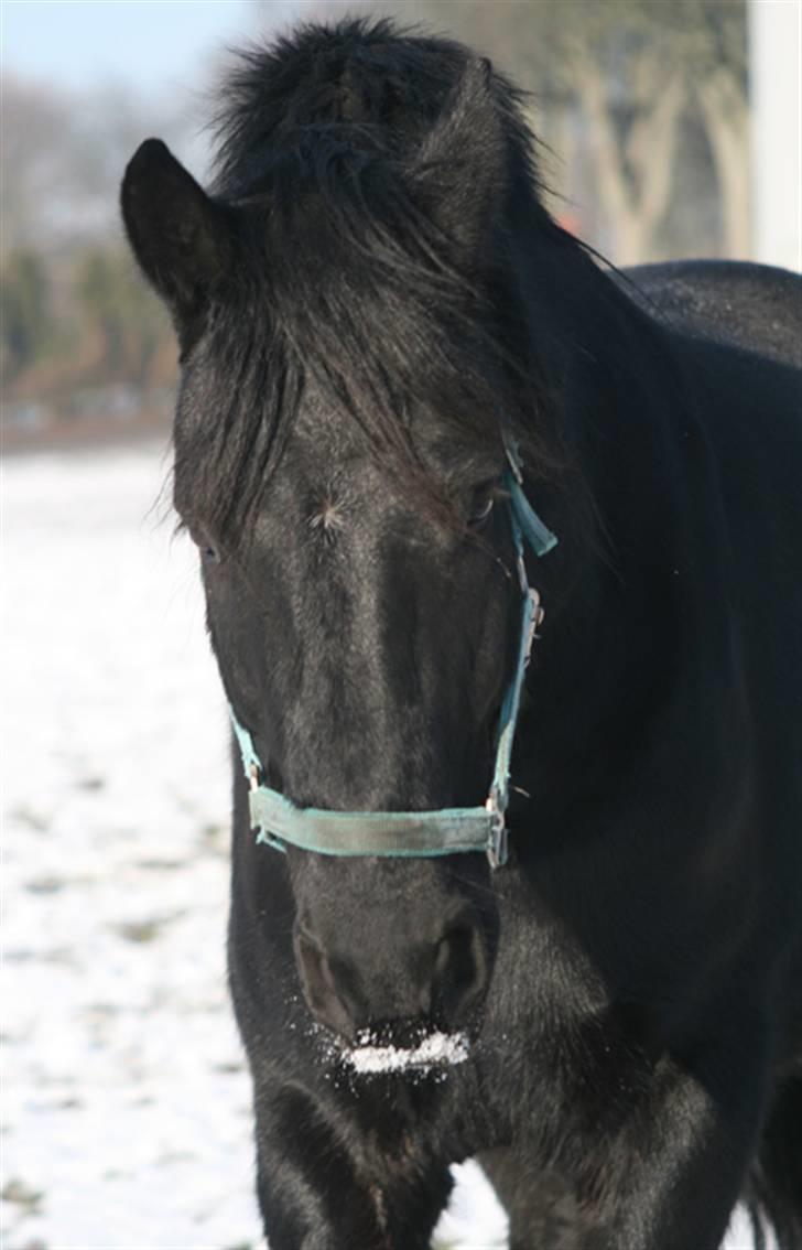 Frieser Jouke (Solgt) billede 13