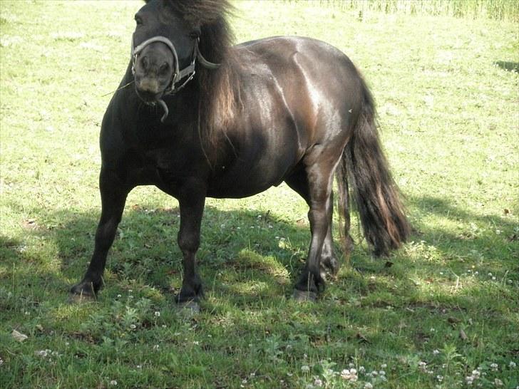 Shetlænder Tarzan - det i ser her er min lille pony TARZAN!:D | foto: emma burmølle ©  billede 1