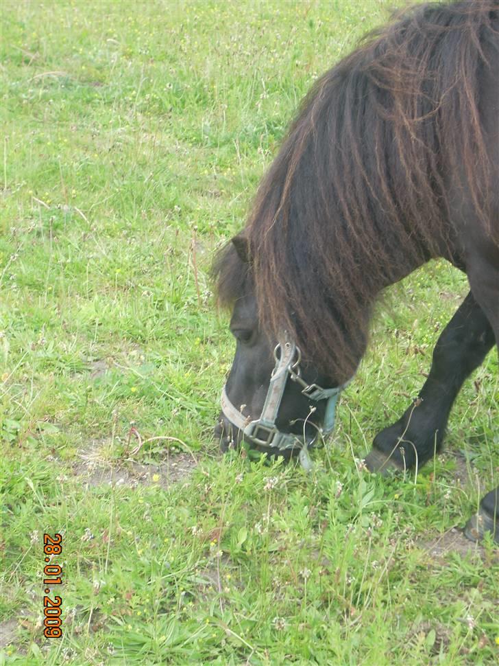 Shetlænder Tarzan - Tarzan på folden//Mig billede 5